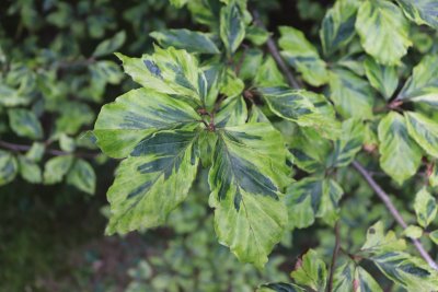 Fagus sylvatica 'Albovariegata' - buk obecný, lesní - listy